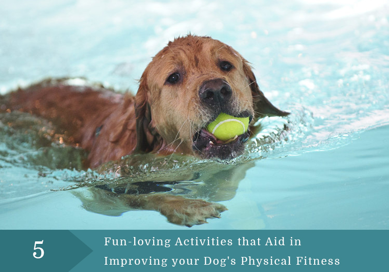 improving your dogs physical fitness
