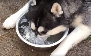 Plenty Of Water for Dog