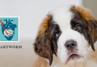 heart disease in dogs