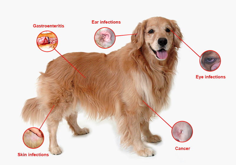 Doggy Diseases To Watch Out For In Canines