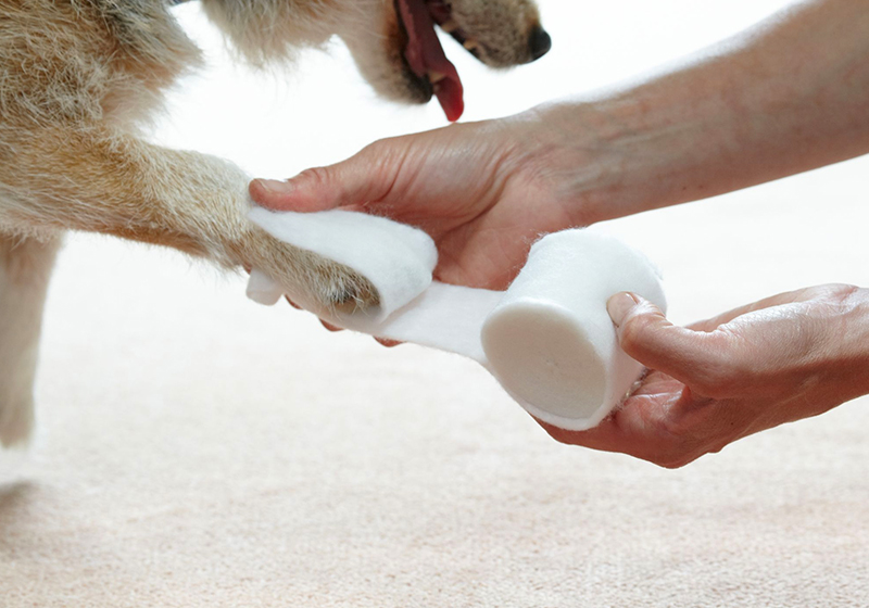 Guide To Treat Dog Wounds At Home