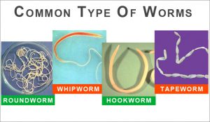 Types of Worms in Pets