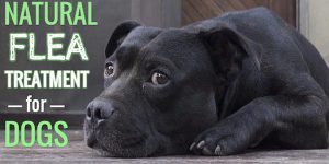 natural dog flea treatments