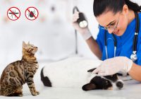 Questions That will Assist You in Selecting the Best Flea & Tick Preventive Treatment for Dogs & Cats