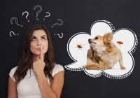 FAQs About Choosing Flea & Tick Preventative Treatment