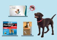 Options to Treat Heartworm Disease in Pets