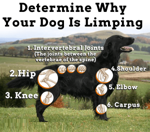 can a tick cause a dog to limp