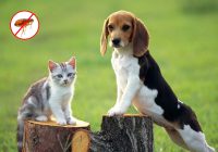 guard your pets from fleas