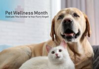 Pet Wellness Month: Dedicate This October to Your Furry Angel!