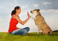 celebrating dog ownershipday