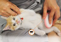 Remove Fleas On Your Kitty