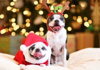Dog Expressions During Christmas