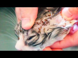Cat Flea Infection
