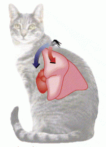 Cat Heartworm Disease