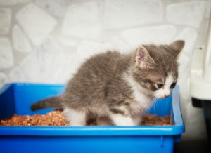 Vomiting and Diarrhea in Cats
