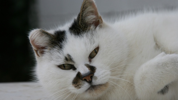 cancer-in-cats - BestVetCare