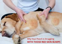 Dog With Red Itchy Skin Bumps