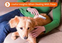 Insights When Dealing With Fleas
