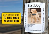 i-lost-my-dog