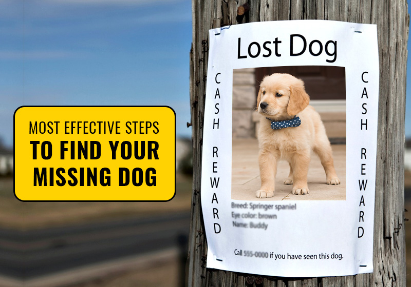 Most Effective Steps To Find Your Missing Dog -