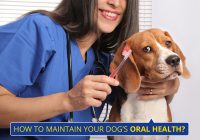 how-to-clean-a-dogs-mouth