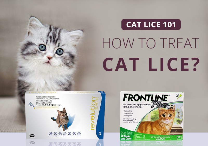 Cat Lice 101 How to Treat Cat Lice? BestVetCare