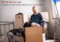 Moving with your Dog