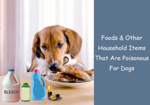 Image showcasing Foods And Other Household Items That Are Poisonous For Dogs