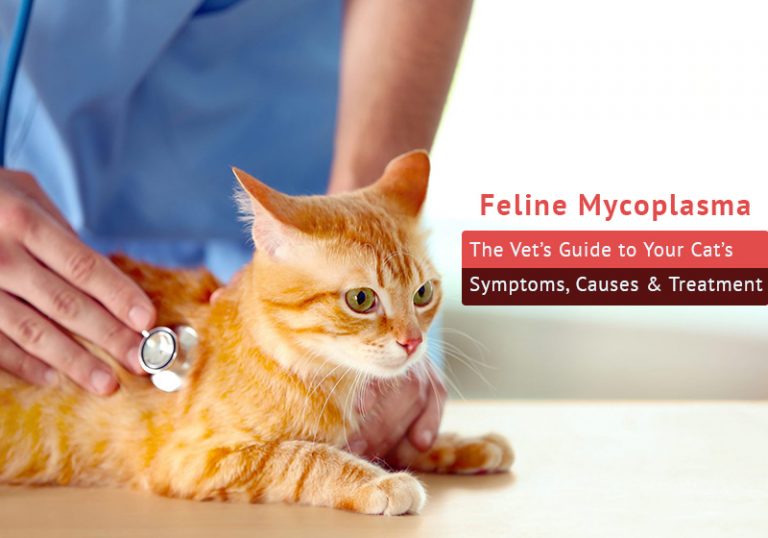Feline Mycoplasma The Vet’s Guide to Your Cat’s Symptoms, Causes