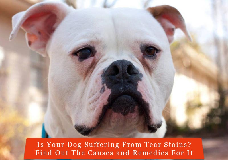 how do you get rid of tear stains on english bulldogs