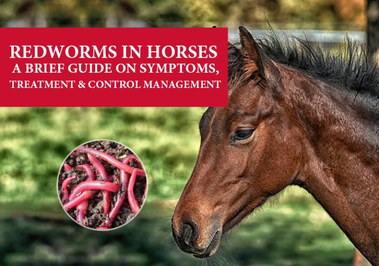 Redworms in Horses A Brief Guide on Symptoms, Treatment & Control