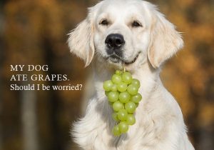 MY DOG ATE GRAPES. Should I be worried?