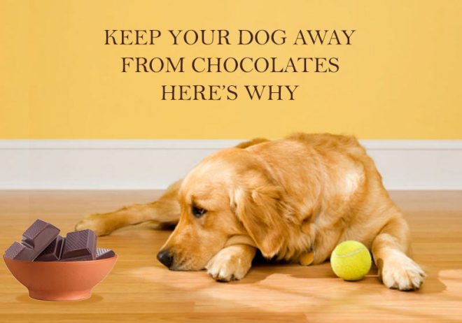 View of Keep Your Dog Away From Chocolates – Here’s Why