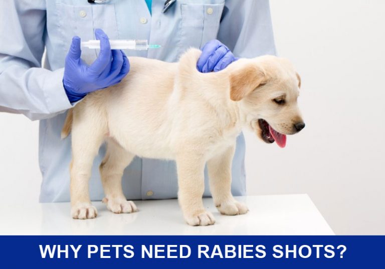 Why Pets Need Rabies Shots?