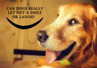 Do-dogs-smile-and-laugh