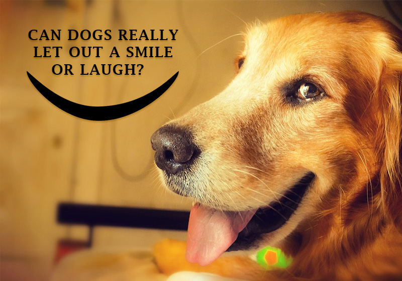 can dogs smile or laugh