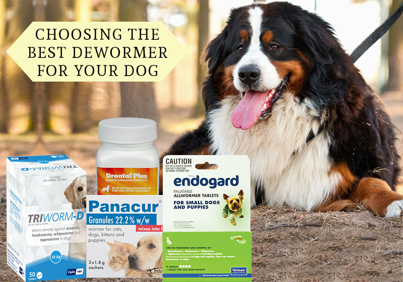 dewormer-for-dogs