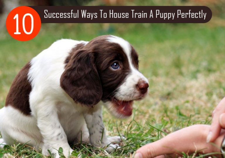 10 Successful Ways To House Train A Puppy Perfectly