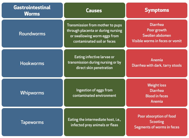 Common Types of Intestinal Worms in Dogs