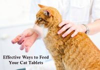 how-to-give-a-pill-to-cat