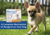 Complete-Mechanism-of-Nexgard-on-Dog