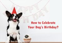 dog's-birthday-celebration-ideas