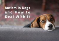 Autism-in-Dogs