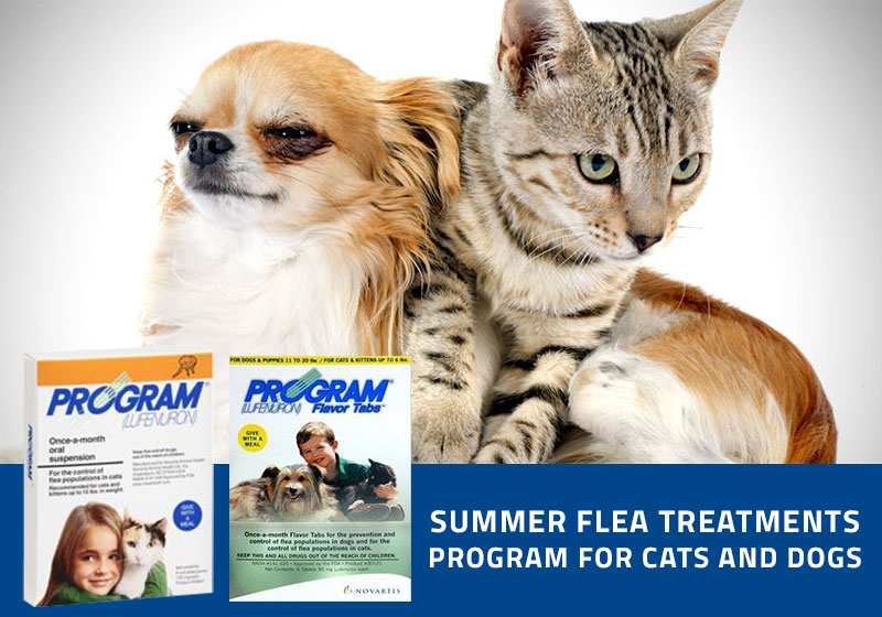 program-for-cats-and-dogs