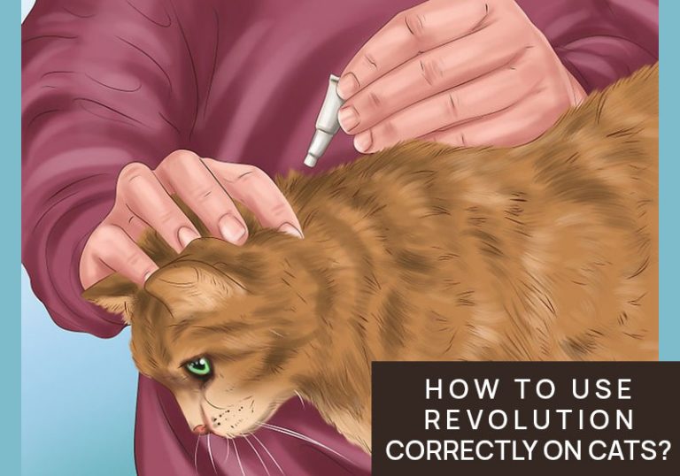 How to Use Revolution Correctly On Cats?