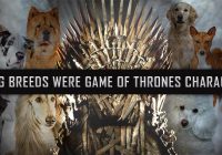 Dog-breeds-as-games-of-thrones-characters