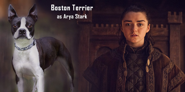 Boston-Terrier-as-Arya-Stark