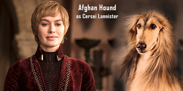 Afghan-Hound-as-Cersei-Lannister