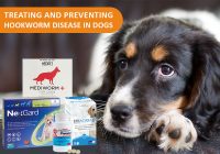 Preventing Hookworm in dogs
