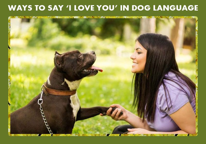 How to Say I Love You in Dog Language 